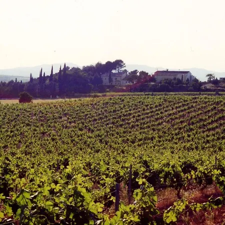 Bodega Vera De Estenas